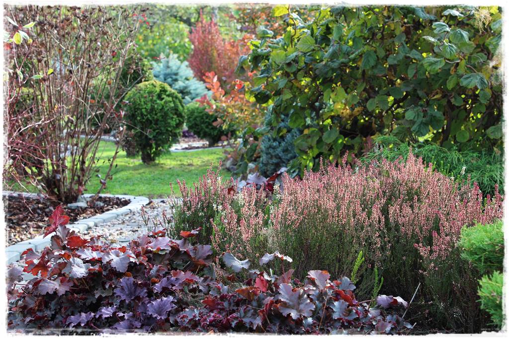 Wrzosy w ogrodzie aranżacje 65 Wrzosy w ogrodzie aranżacje 65