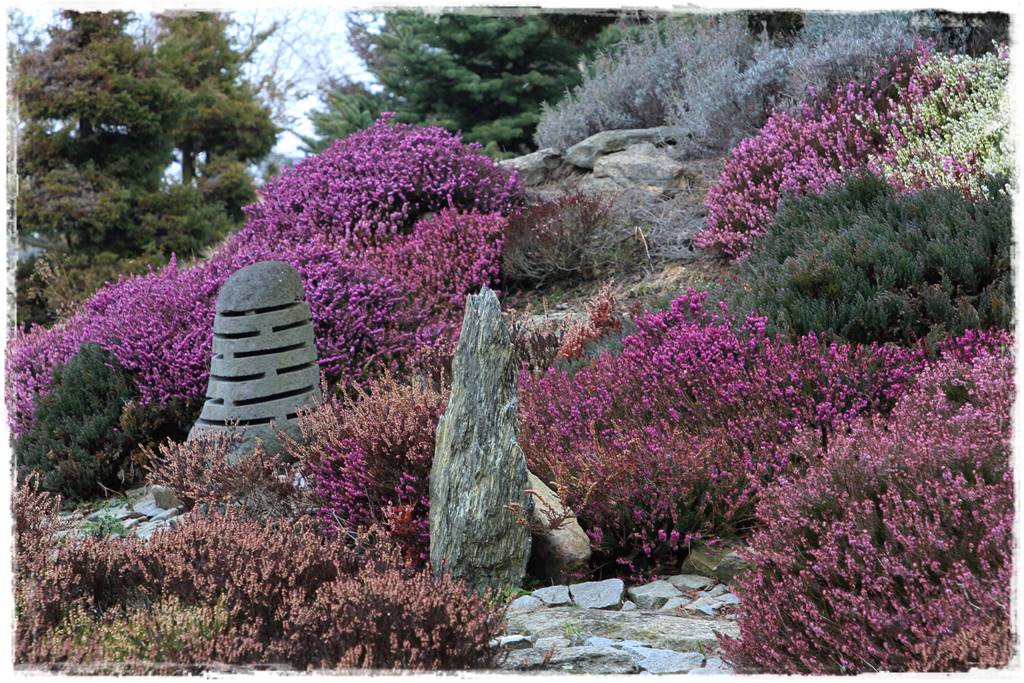 Wrzosy w ogrodzie aranżacje 7 Wrzosy w ogrodzie aranżacje 7