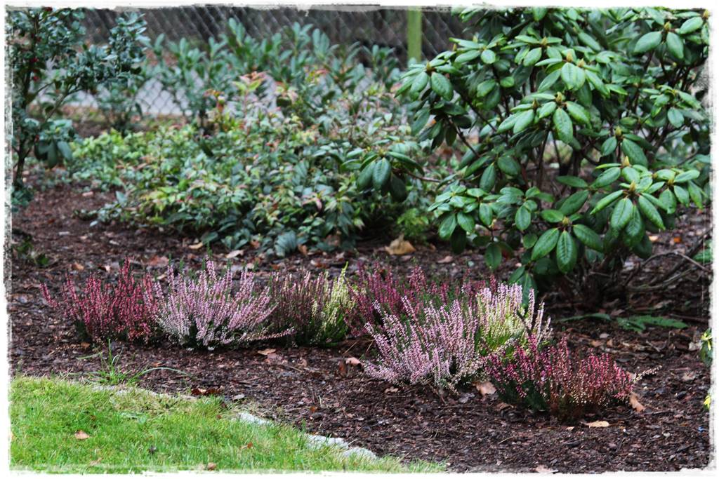 Wrzosy w ogrodzie aranżacje 72 Wrzosy w ogrodzie aranżacje 72