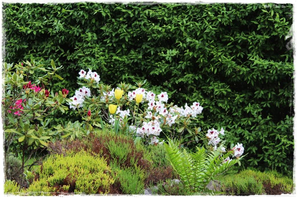 Wrzosy w ogrodzie aranżacje 90