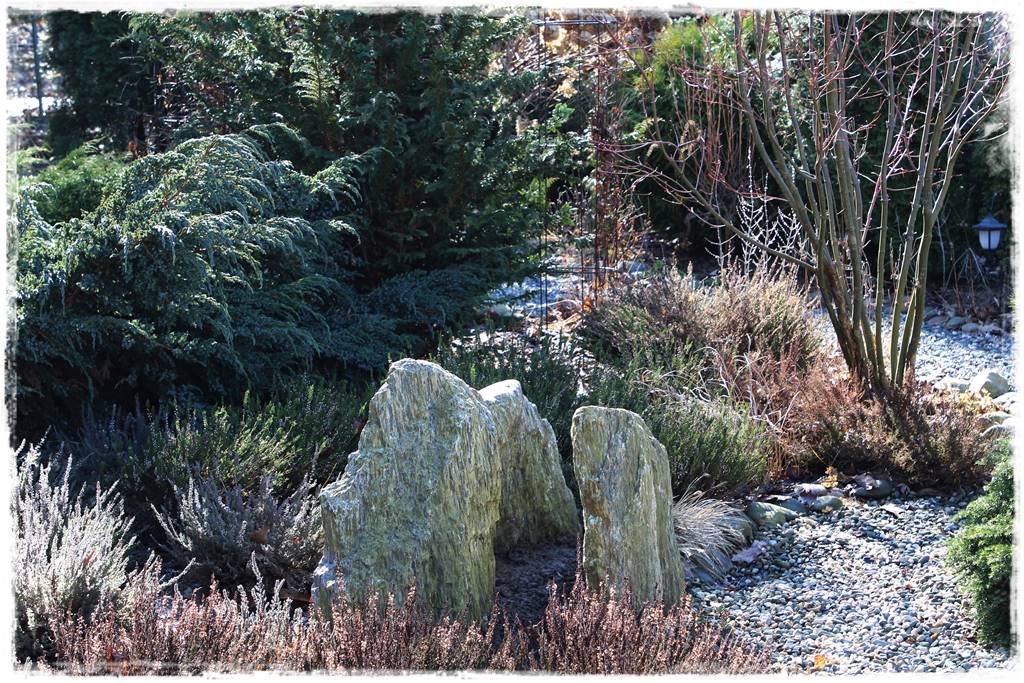 Wrzosy w ogrodzie aranżacje 92 Wrzosy w ogrodzie aranżacje 92