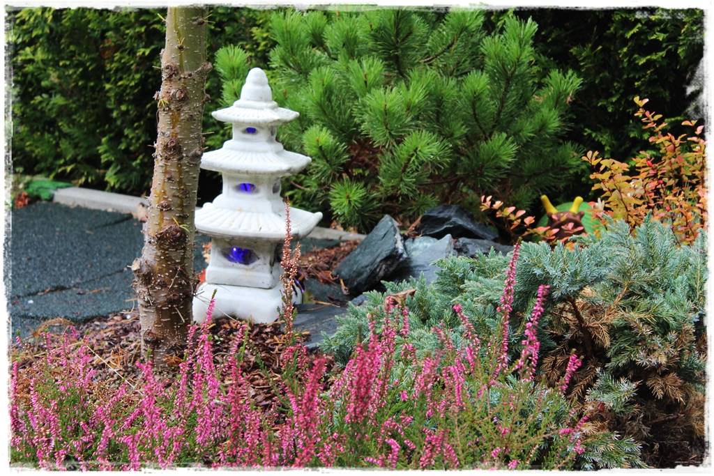 Wrzosy w ogrodzie aranżacje 93 Wrzosy w ogrodzie aranżacje 93