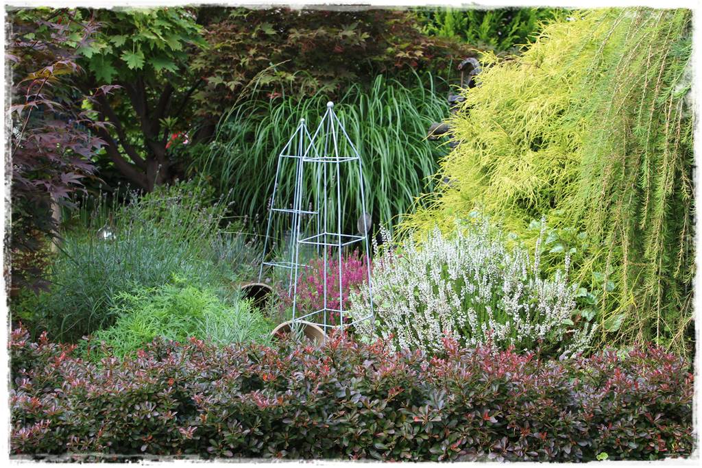 Wrzosy w ogrodzie aranżacje 94