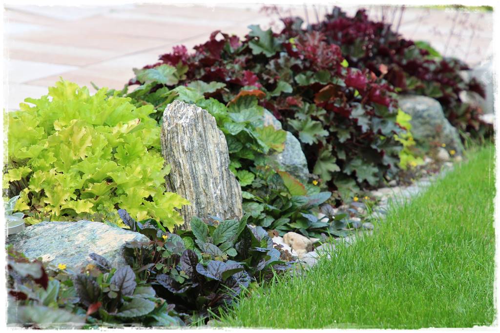 Żurawka w ogrodzie aranżacje 10c Żurawka w ogrodzie aranżacje 10c