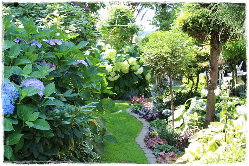 Żurawka w ogrodzie aranżacje 30d Żurawka w ogrodzie aranżacje 30d