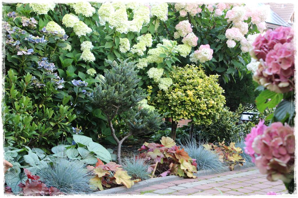 Żurawka w ogrodzie aranżacje 40 Żurawka w ogrodzie aranżacje 40