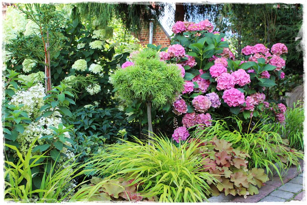 Żurawka w ogrodzie aranżacje 40c