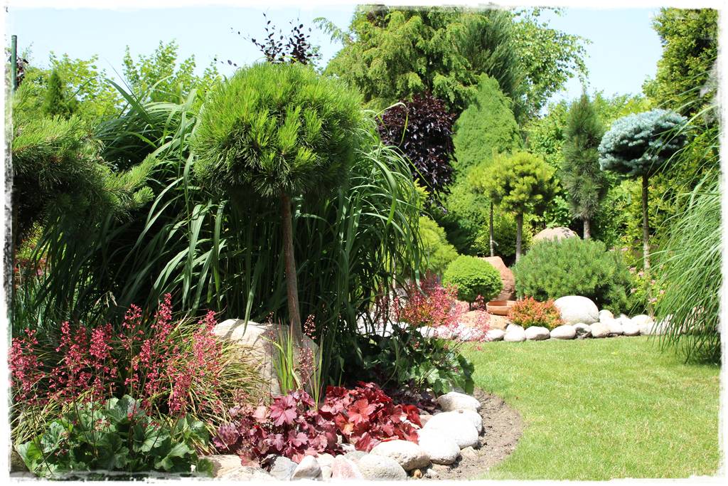 Żurawka w ogrodzie aranżacje 50c Żurawka w ogrodzie aranżacje 50c