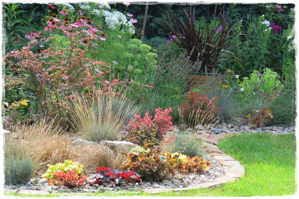 Żurawka w ogrodzie aranżacje 50k