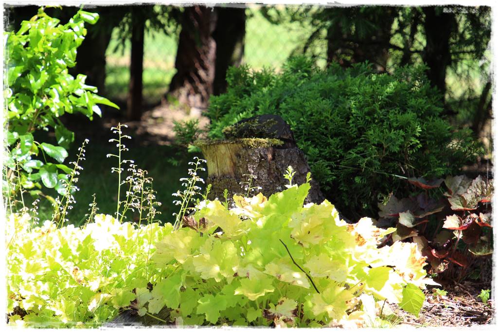 Żurawka w ogrodzie aranżacje 60c Żurawka w ogrodzie aranżacje 60c