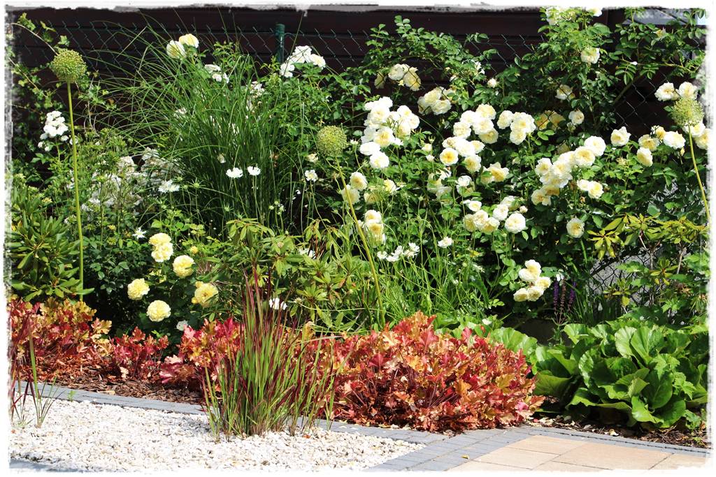 Żurawka w ogrodzie aranżacje 60d Żurawka w ogrodzie aranżacje 60d