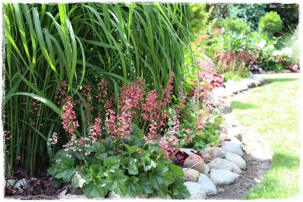 Żurawka w ogrodzie aranżacje 7 Żurawka w ogrodzie aranżacje 7