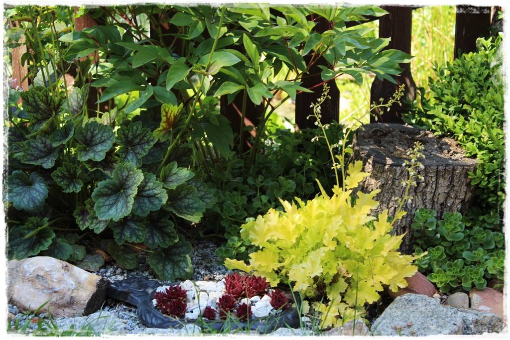 Żurawka w ogrodzie aranżacje 80d