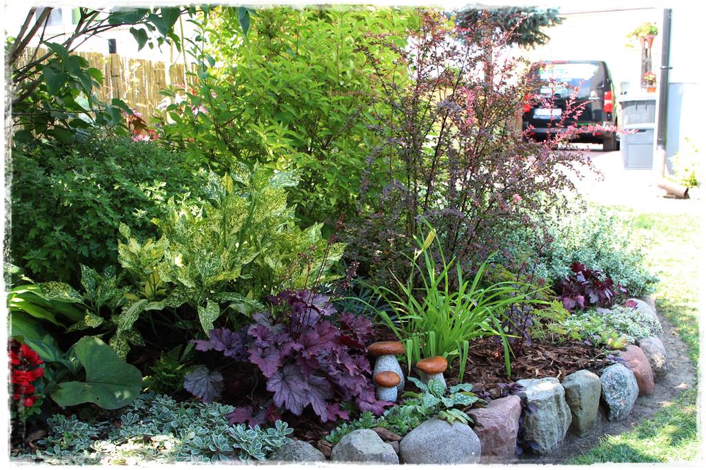 Żurawka w ogrodzie aranżacje 80g