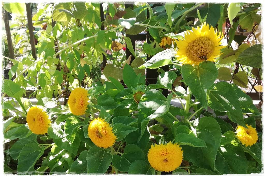 rabata przed domem 4