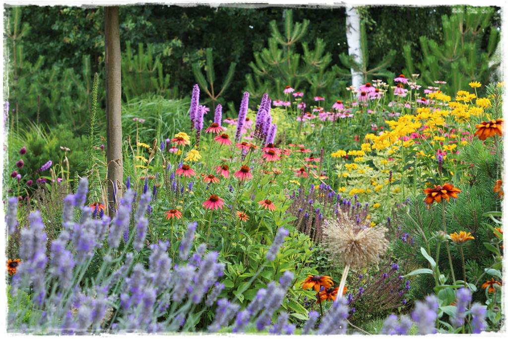 rabata z katalpą 11 rabata z katalpą 11