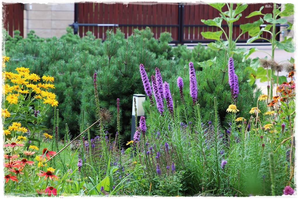 rabata z katalpą 12