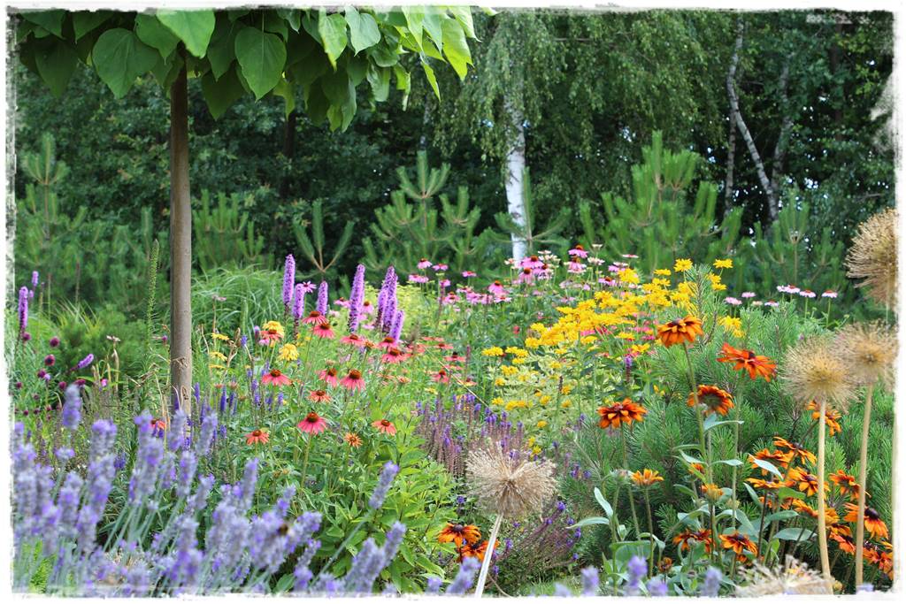 rabata z katalpą 8 rabata z katalpą 8