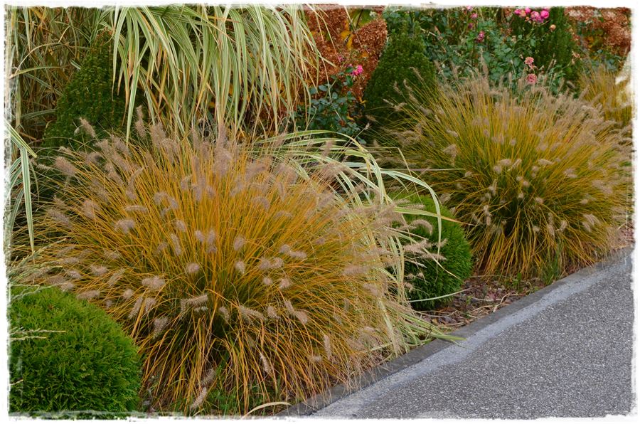 Aranżacja ogrodu nowoczesnego 10