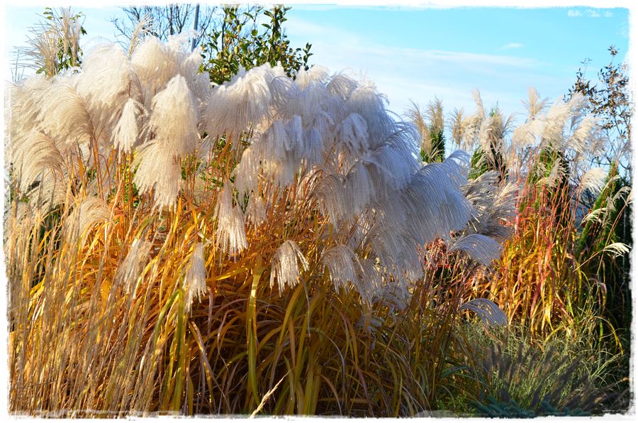 Aranżacja ogrodu nowoczesnego 15