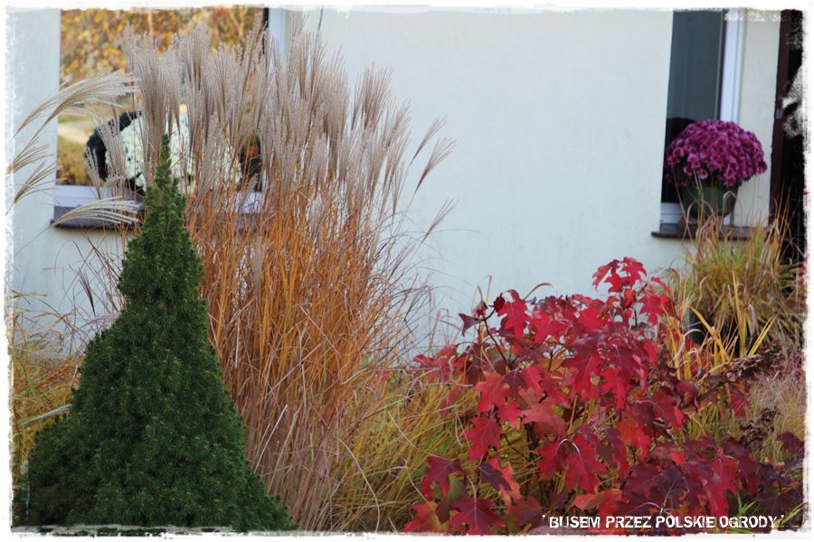 Aranżacja ogrodu nowoczesnego 16