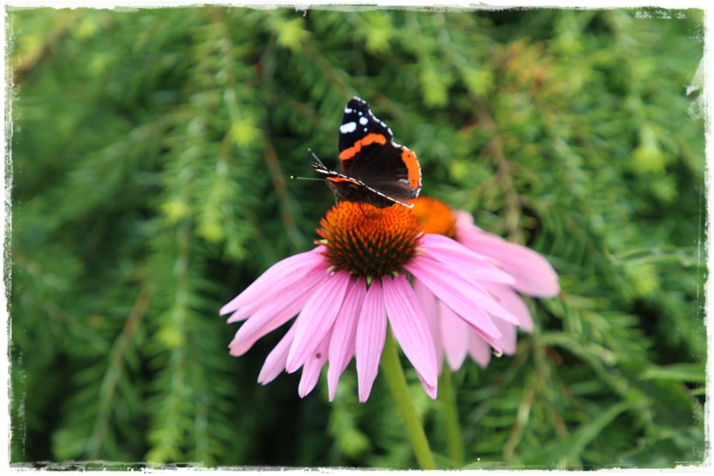 Aranżacja ogrodu nowoczesnego 26