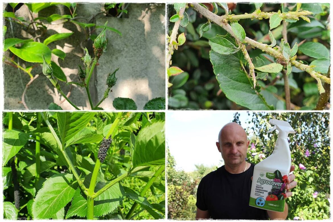 Ekologiczny preparat na mszyce 1