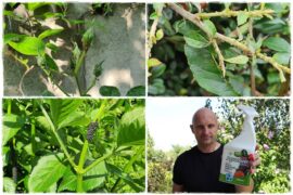 Ekologiczny preparat na mszyce 1