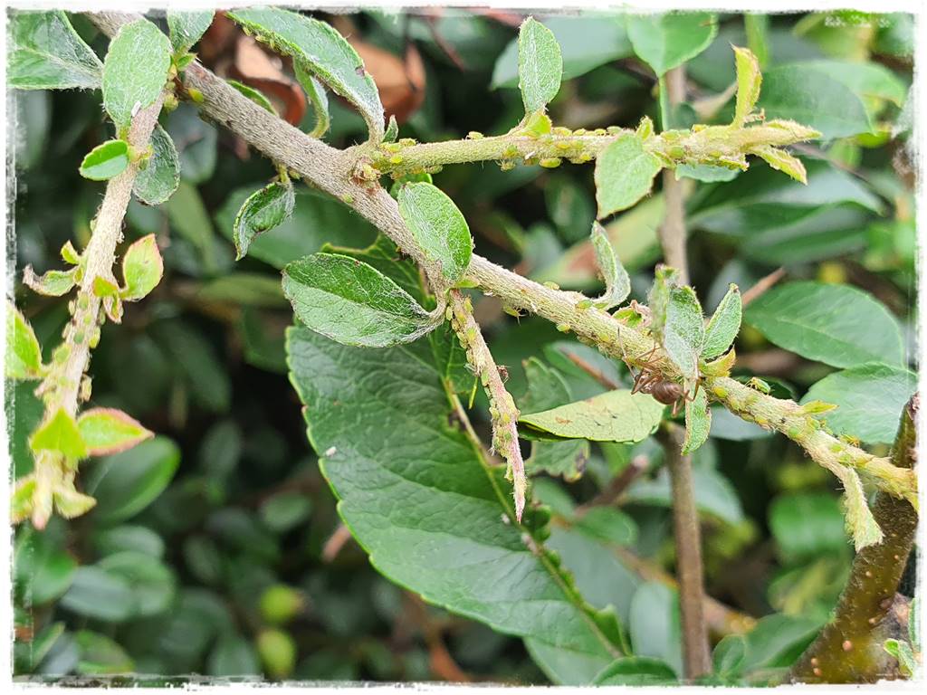 Ekologiczny preparat na mszyce 10 Ekologiczny preparat na mszyce 10