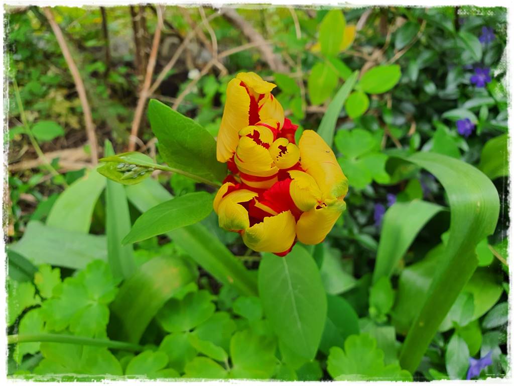 Ekologiczny preparat na mszyce 11