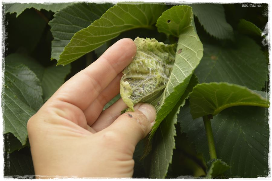 Ekologiczny preparat na mszyce 12