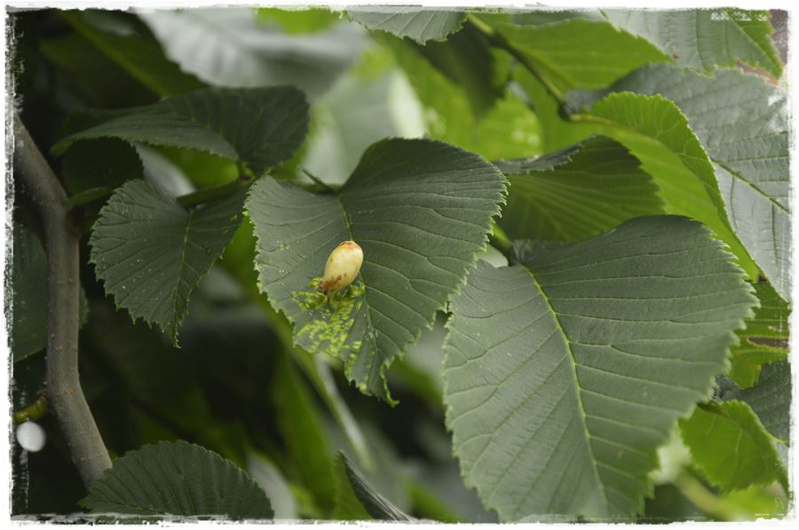 Ekologiczny preparat na mszyce 13