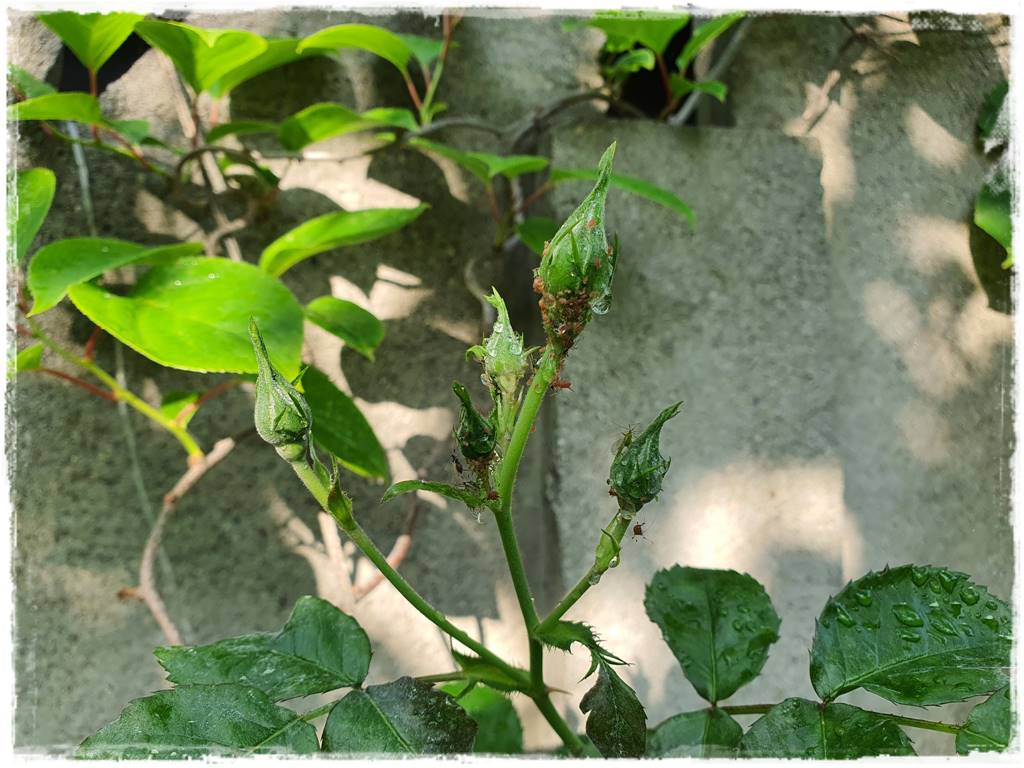 Ekologiczny preparat na mszyce 2