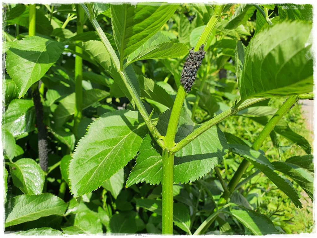 Ekologiczny preparat na mszyce 3 Ekologiczny preparat na mszyce 3