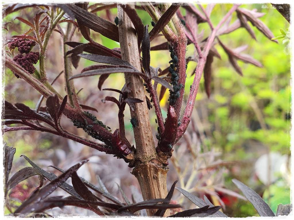 Ekologiczny preparat na mszyce 4 Ekologiczny preparat na mszyce 4