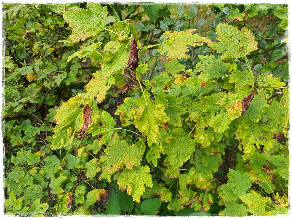 Ekologiczny preparat na mszyce 5 Ekologiczny preparat na mszyce 5