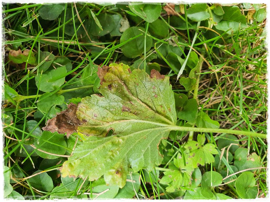 Ekologiczny preparat na mszyce 6 Ekologiczny preparat na mszyce 6