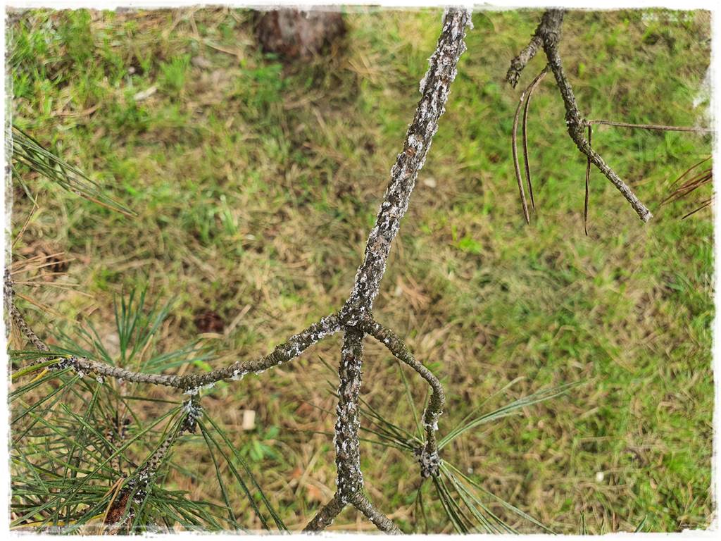 Ekologiczny preparat na mszyce 7 Ekologiczny preparat na mszyce 7