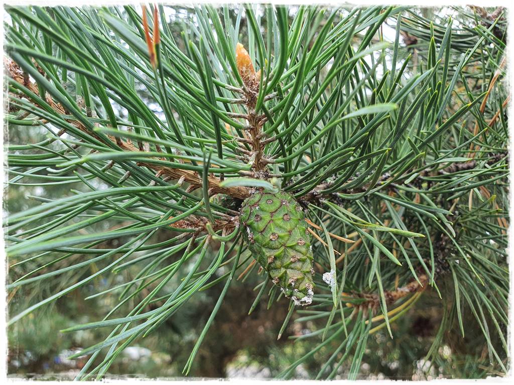 Ekologiczny preparat na mszyce 8 Ekologiczny preparat na mszyce 8