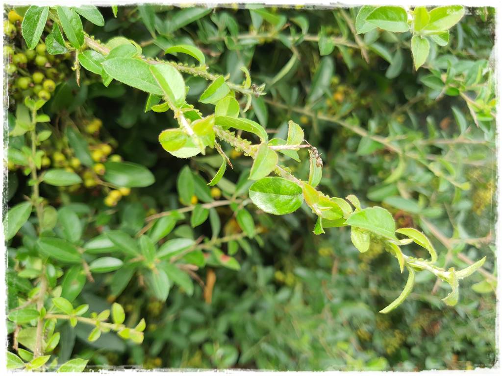 Ekologiczny preparat na mszyce 9 Ekologiczny preparat na mszyce 9