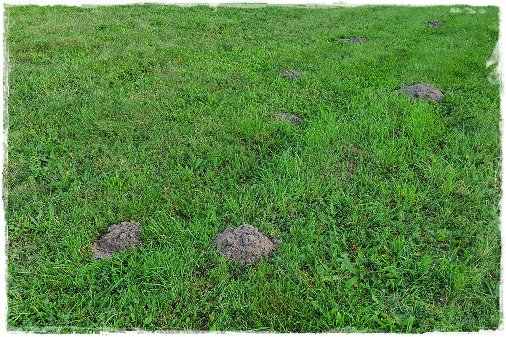 Kret Repeller spray 2