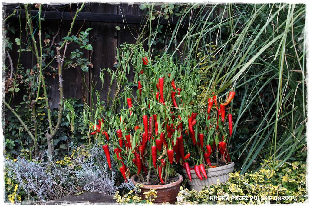 Kuchnia letnia w ogrodzie 61