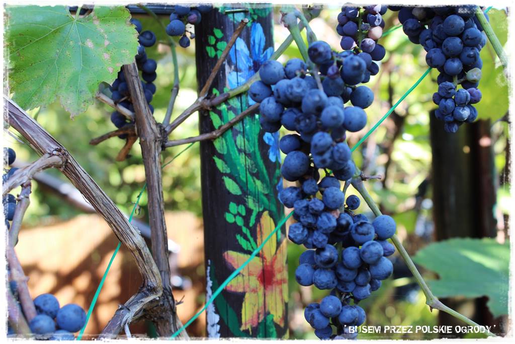 Kuchnia letnia w ogrodzie 92