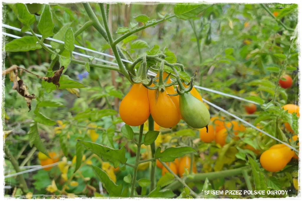 Kuchnia letnia w ogrodzie 93