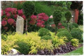 Nowoczesna rabata z trawami i hortensjami 1