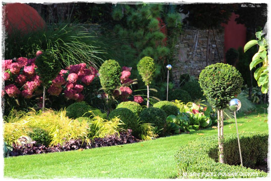 Nowoczesna rabata z trawami i hortensjami 11 Nowoczesna rabata z trawami i hortensjami 11