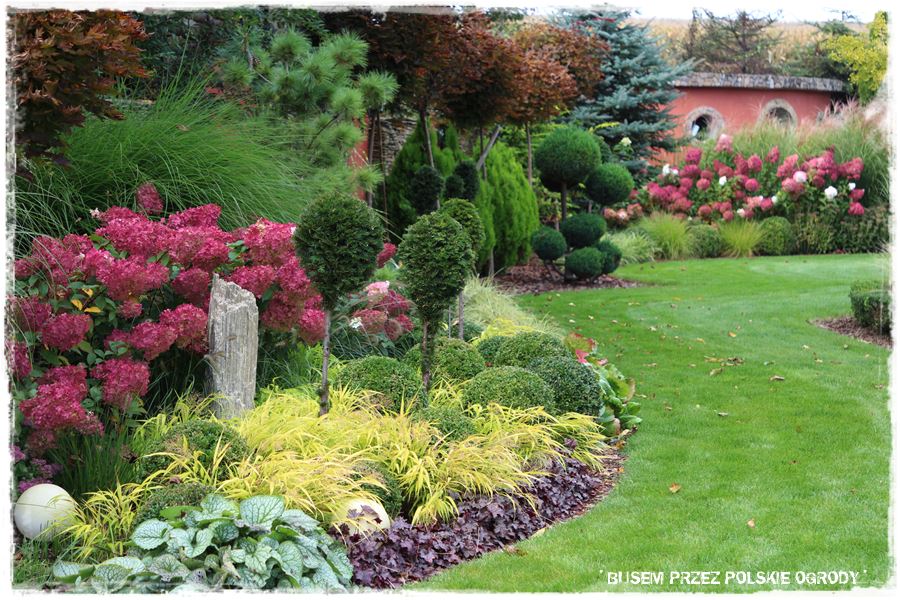 Nowoczesna rabata z trawami i hortensjami 4 Nowoczesna rabata z trawami i hortensjami 4