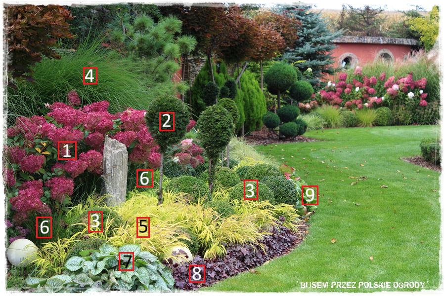 Nowoczesna rabata z trawami i hortensjami 5 Nowoczesna rabata z trawami i hortensjami 5