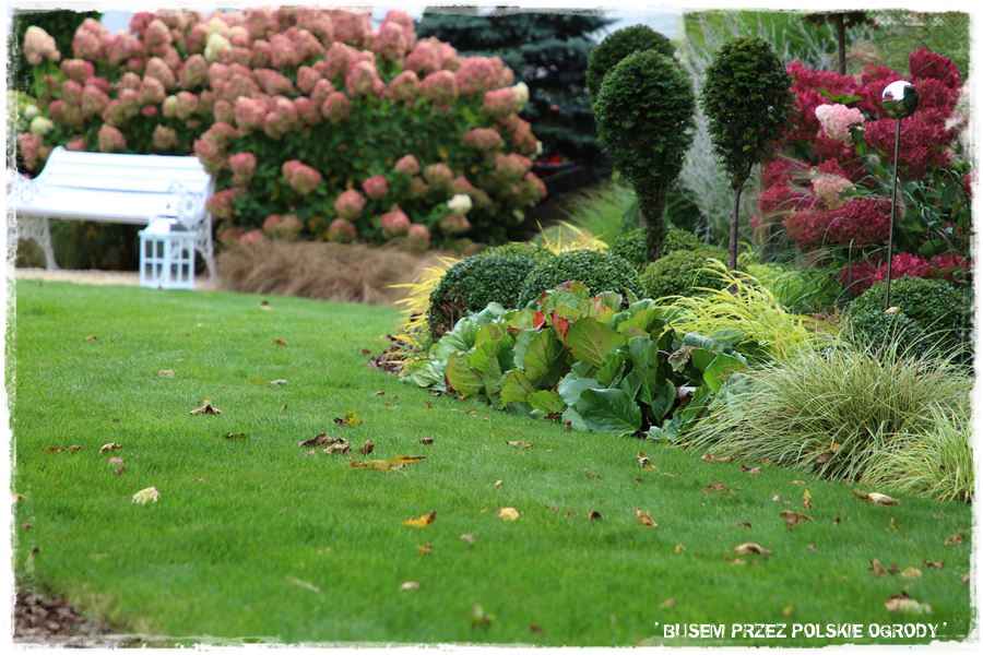 Nowoczesna rabata z trawami i hortensjami 6
