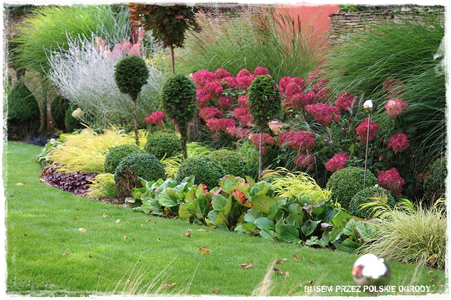 Nowoczesna rabata z trawami i hortensjami 7 Nowoczesna rabata z trawami i hortensjami 7